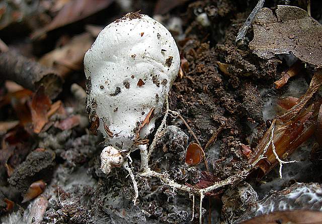 Alcune specie primaverili